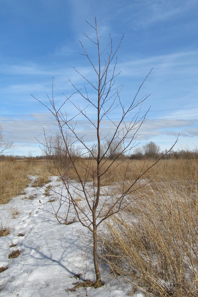 Изображение особи Alnus incana.