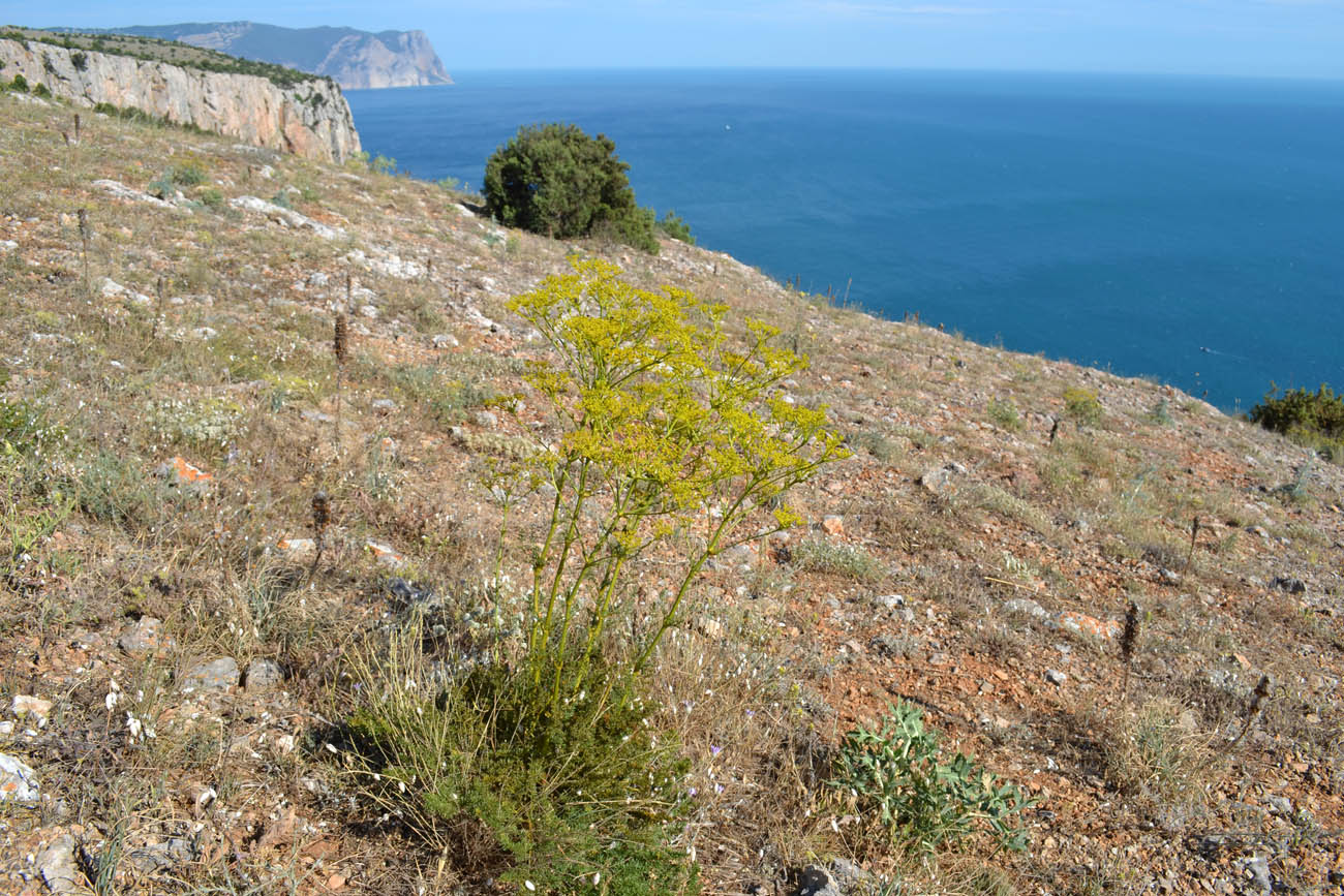 Image of Ferulago galbanifera var. brachyloba specimen.