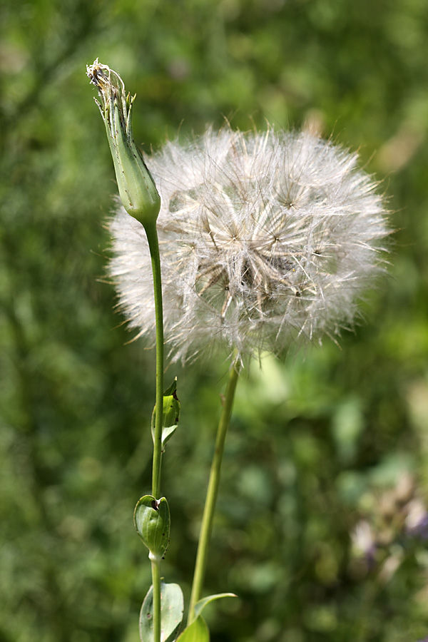 Изображение особи Tragopogon orientalis.