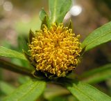 Bidens frondosa