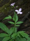 Cardamine bulbifera