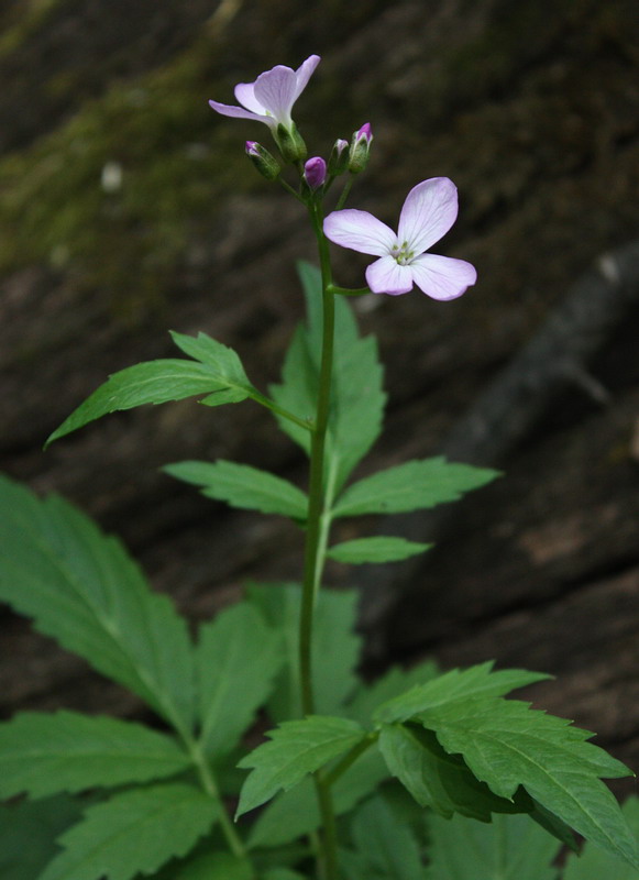 Image of Cardamine bulbifera specimen.