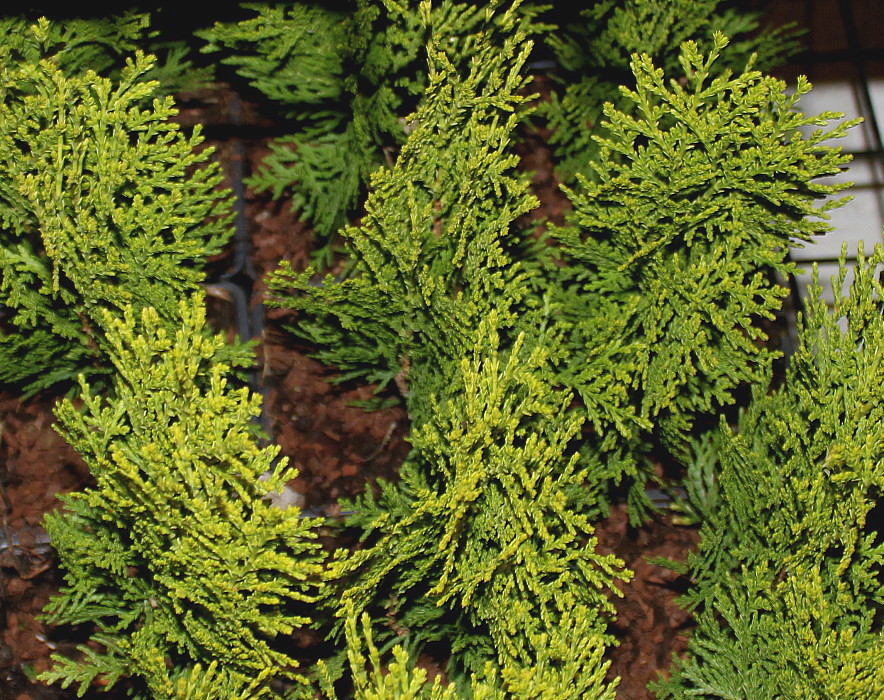 Image of Platycladus orientalis specimen.