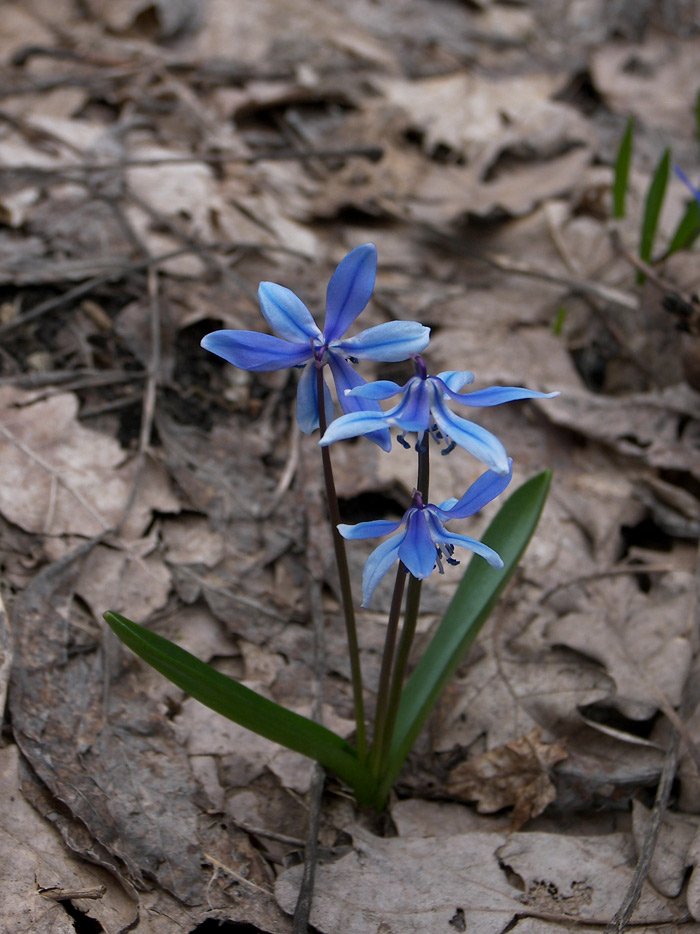 Изображение особи Scilla siberica.