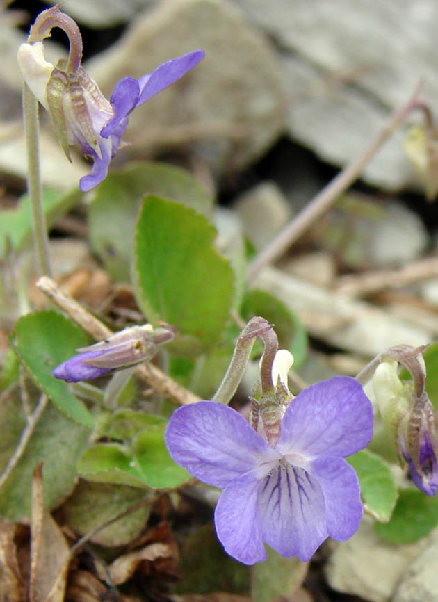 Image of Viola rupestris specimen.