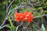 genus Rhododendron. Соцветие. Борнео, склон горы Трас-Мади, выс. 1800 м н.у.м. Февраль 2013 г.