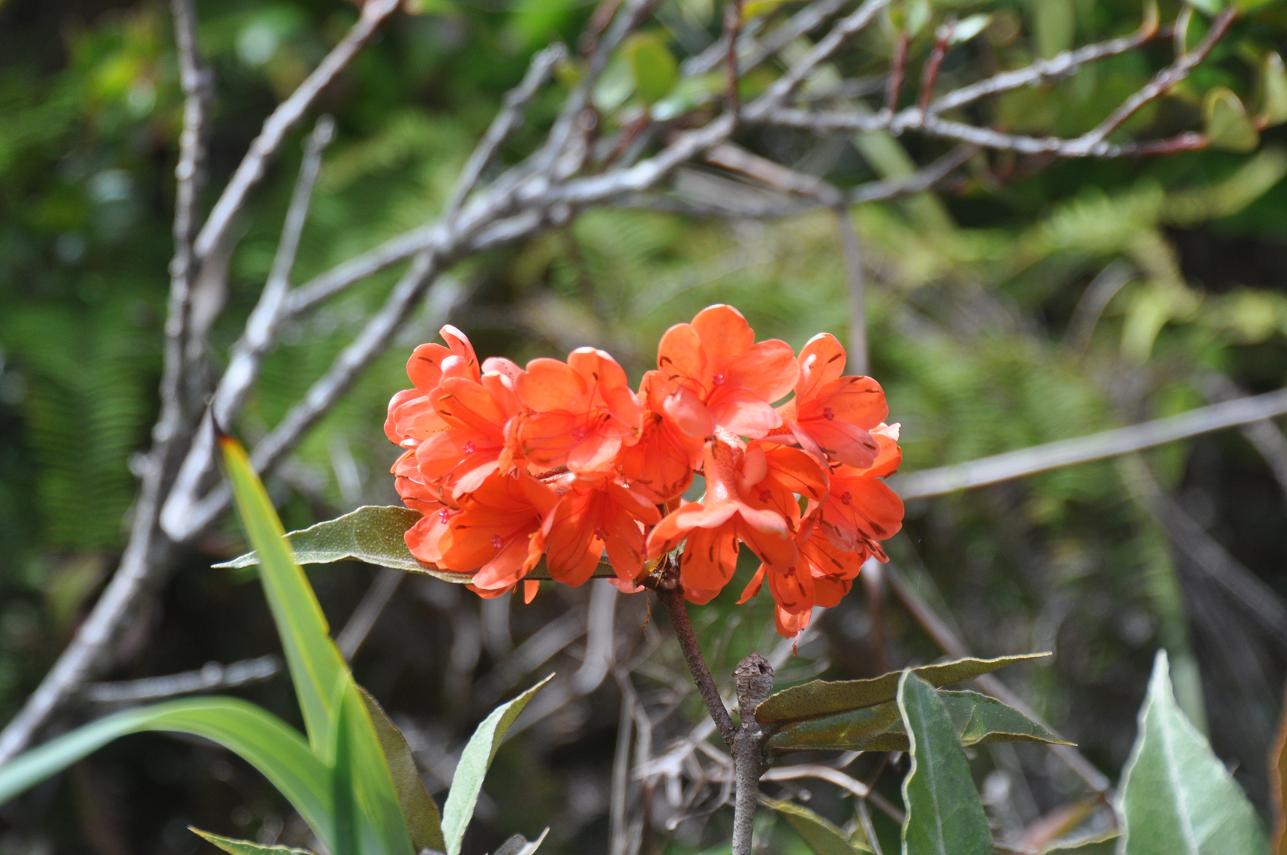 Изображение особи род Rhododendron.