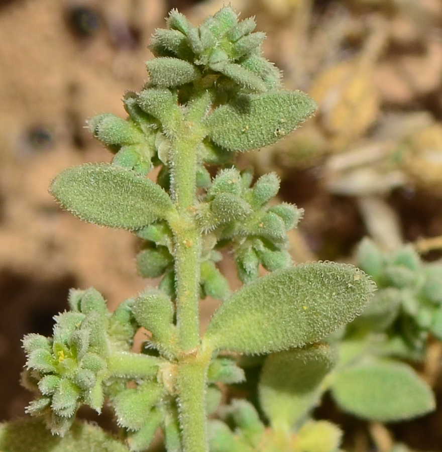 Image of Herniaria hemistemon specimen.