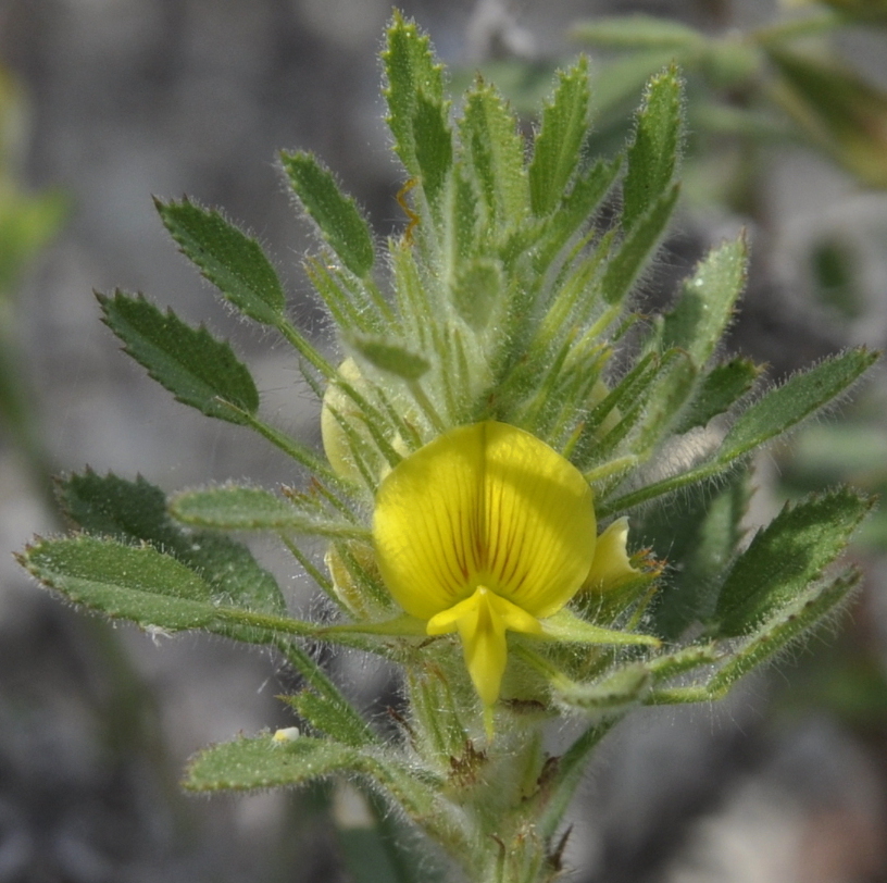 Image of Ononis pusilla specimen.