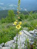 Verbascum spectabile. Верхушка цветущего растения. Крым, Ялта, Узенбаш. 29.05.2009.