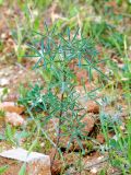 Lupinus angustifolius