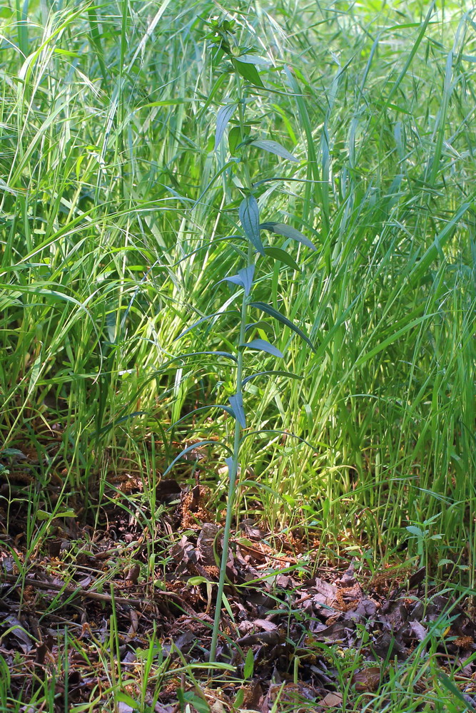 Image of Lithospermum officinale specimen.