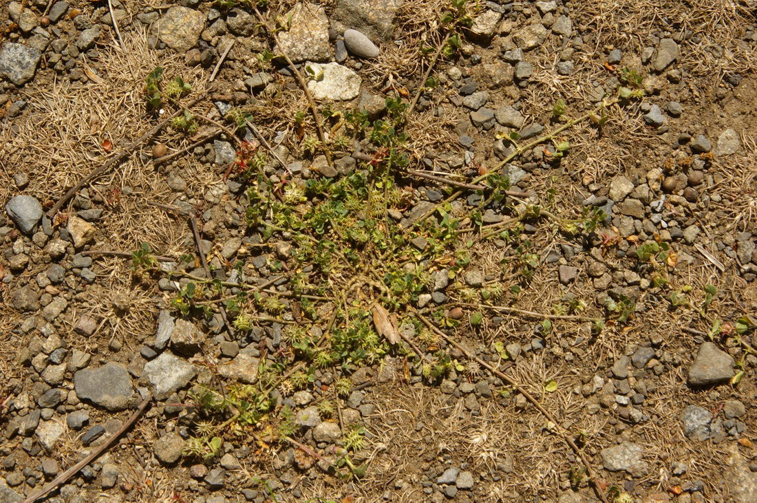 Image of Medicago praecox specimen.