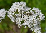 род Valeriana