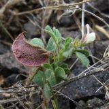 Melilotoides biflora