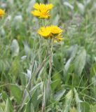 Inula oculus-christi