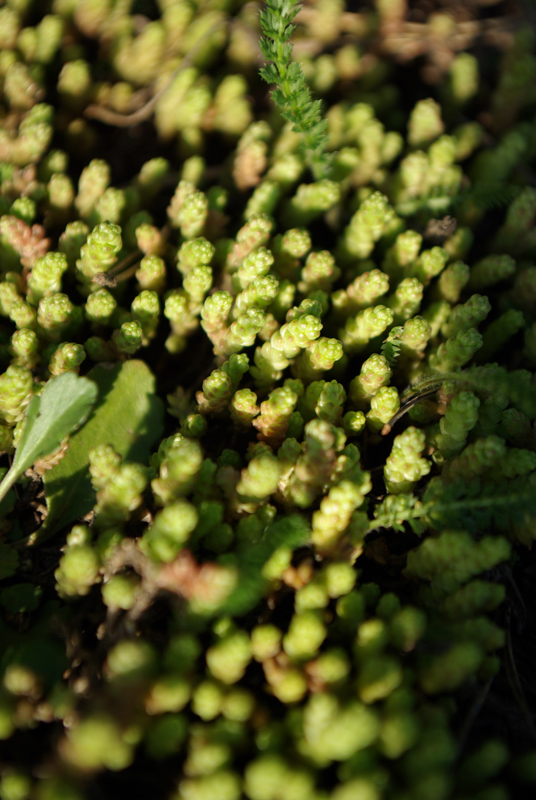 Image of Sedum acre specimen.