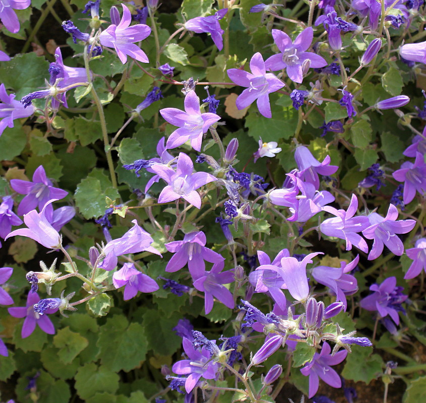 Image of Campanula garganica specimen.