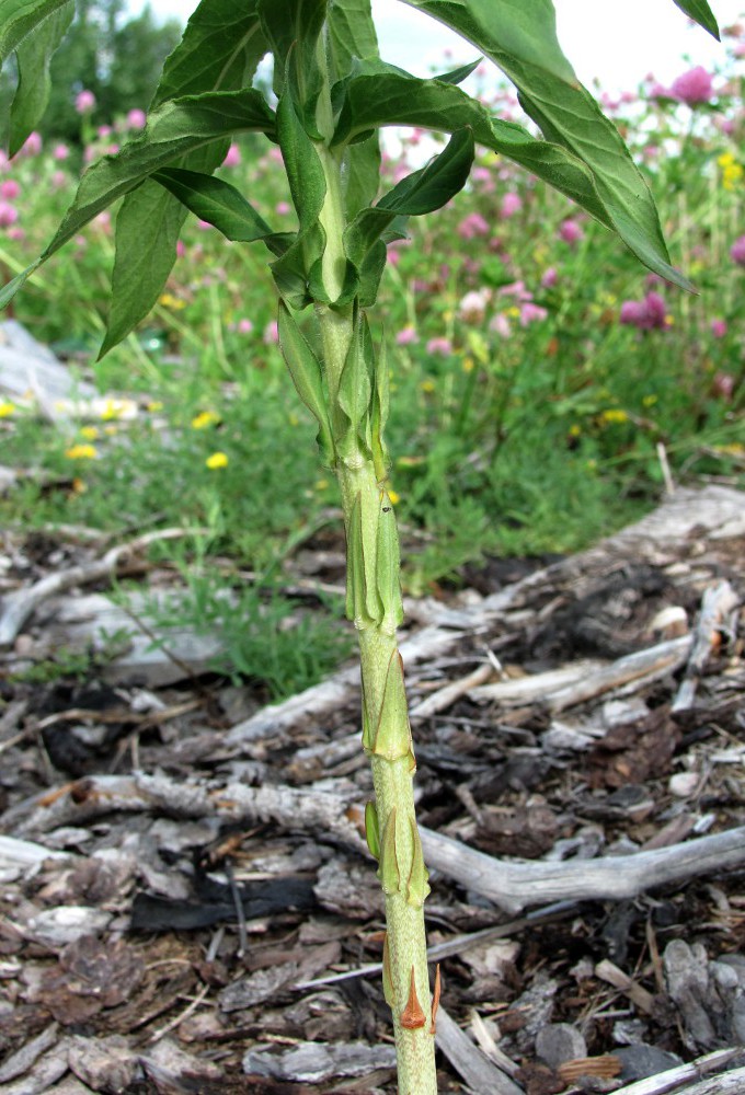 Image of Lysimachia vulgaris specimen.