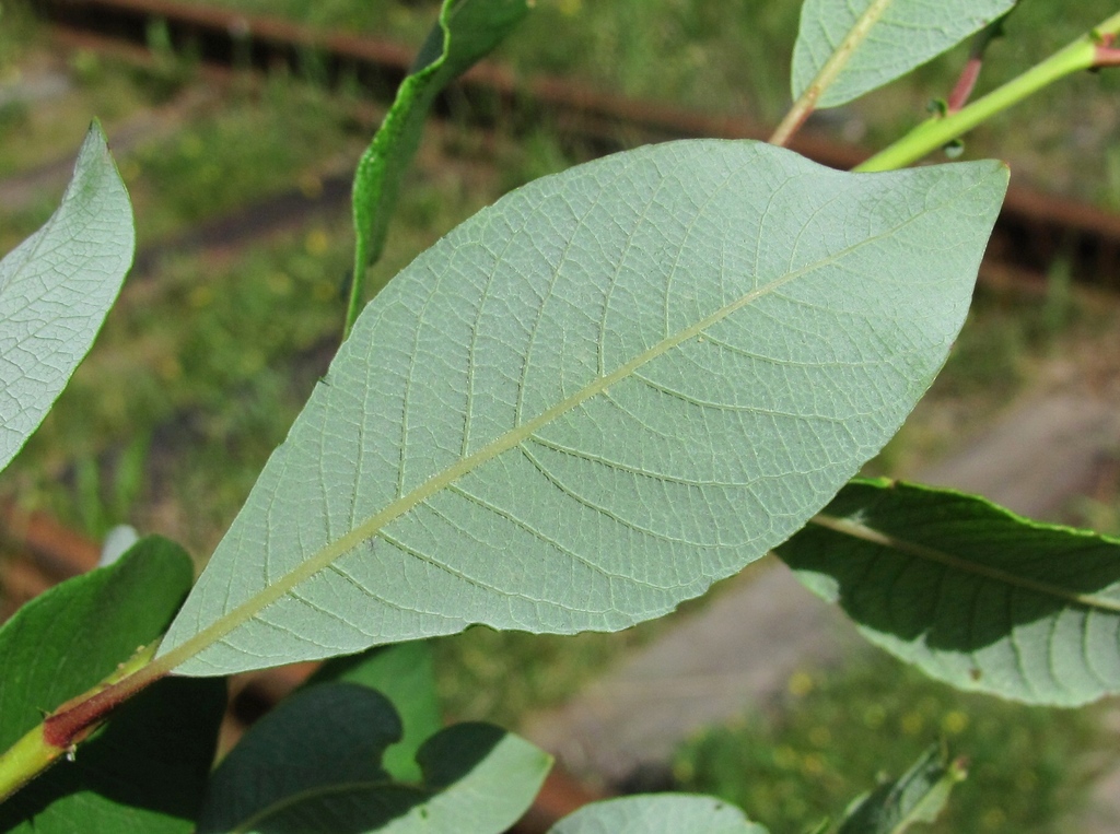 Изображение особи Salix bebbiana.