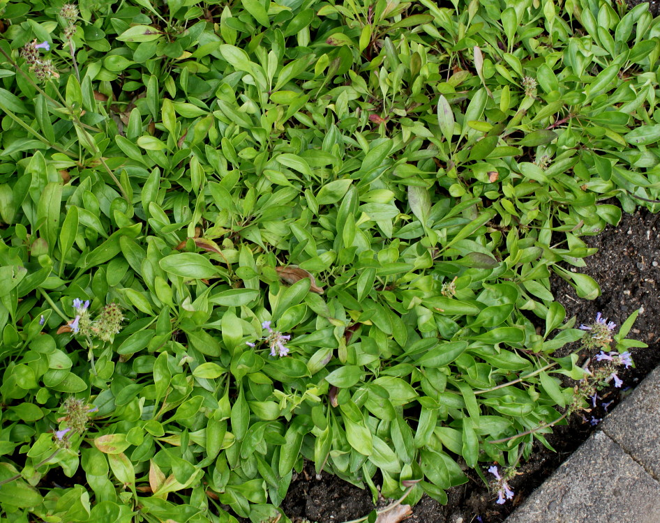 Image of Penstemon procerus ssp. tolmiei specimen.