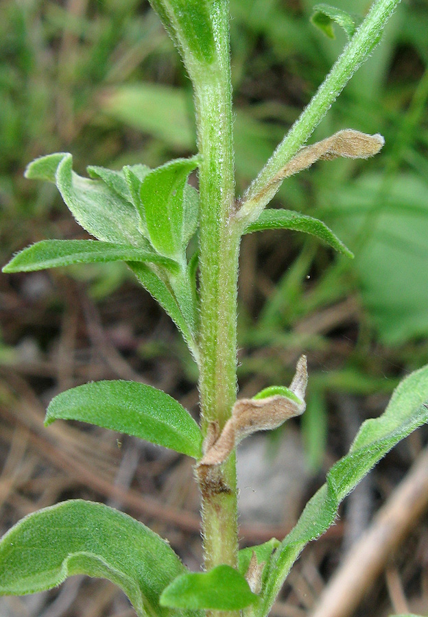 Image of Aster bessarabicus specimen.