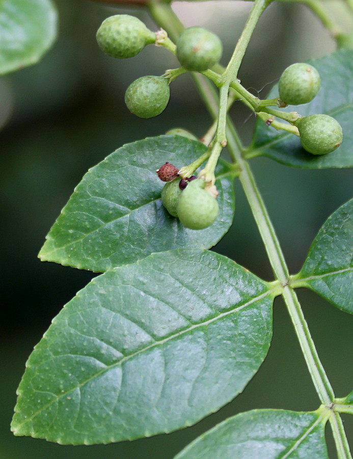 Image of Zanthoxylum armatum specimen.