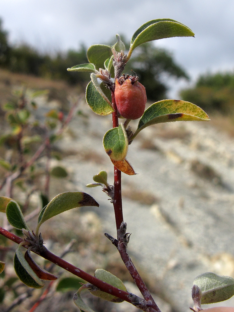 Изображение особи Cotoneaster suavis.