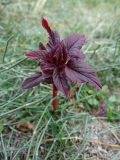 Amaranthus hypochondriacus