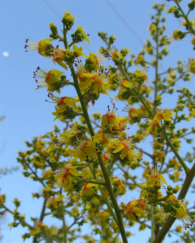 Image of Koelreuteria bipinnata specimen.