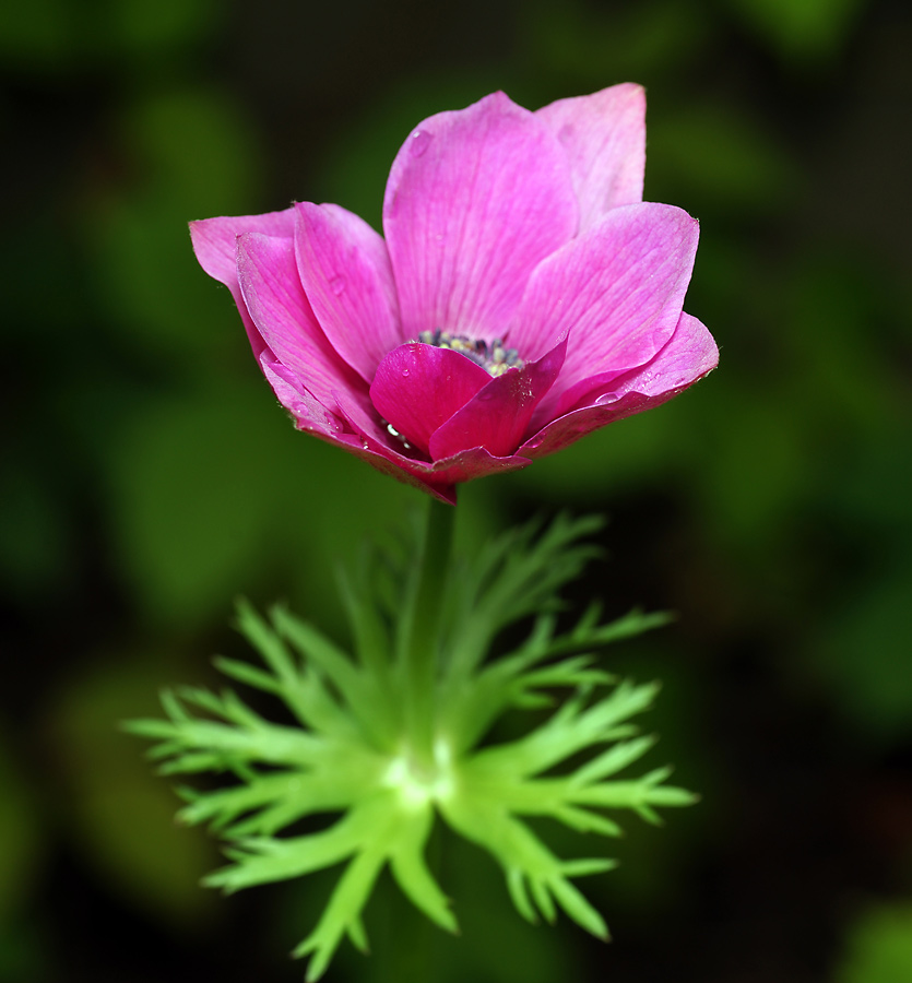 Изображение особи Anemone coronaria.