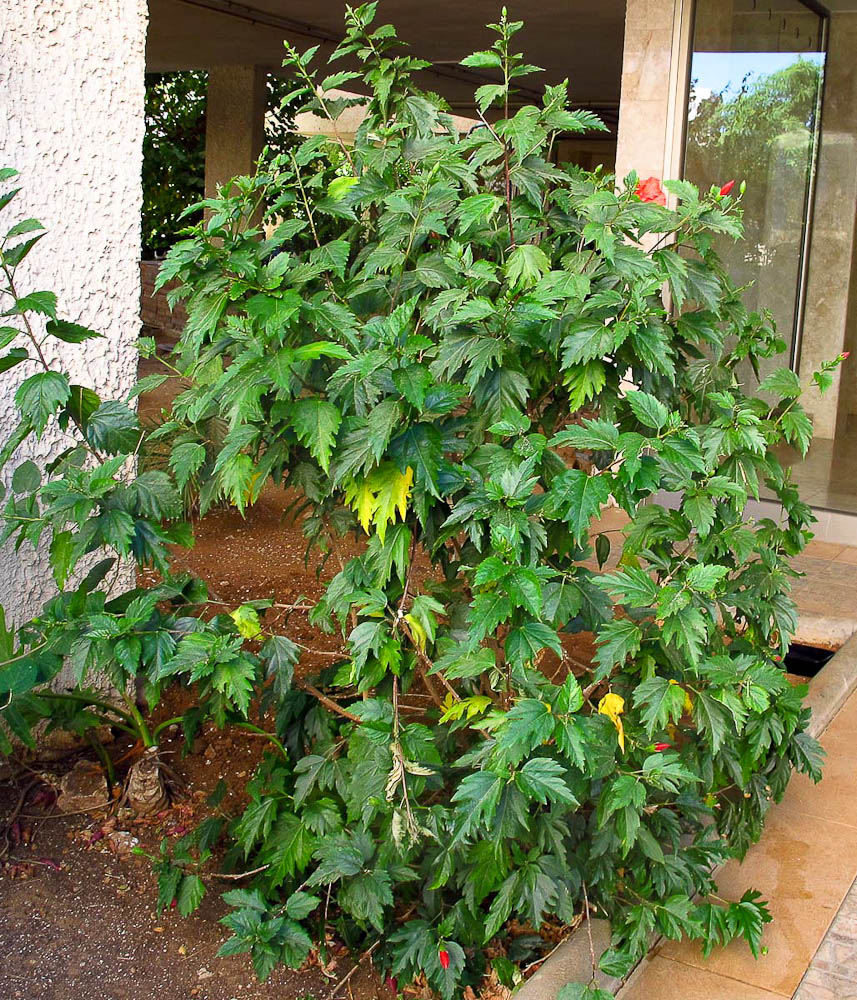 Image of genus Hibiscus specimen.