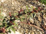 Amaranthus graecizans