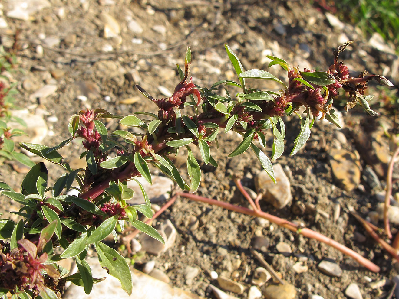 Image of Amaranthus graecizans specimen.