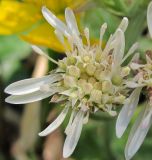 Petasites frigidus