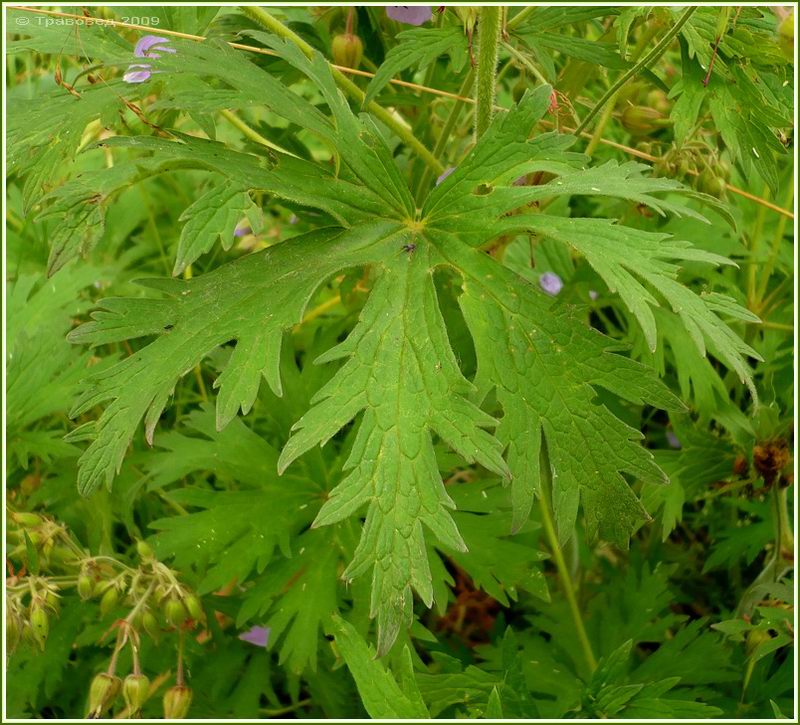 Image of Geranium pratense specimen.