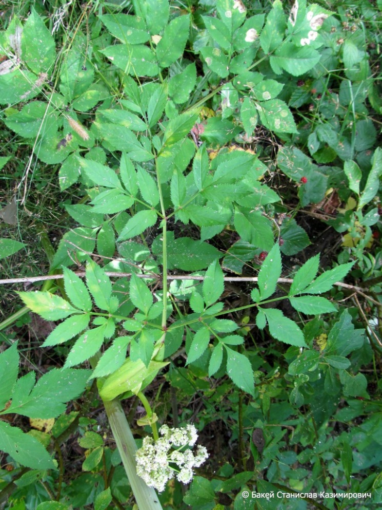 Image of Angelica sylvestris specimen.