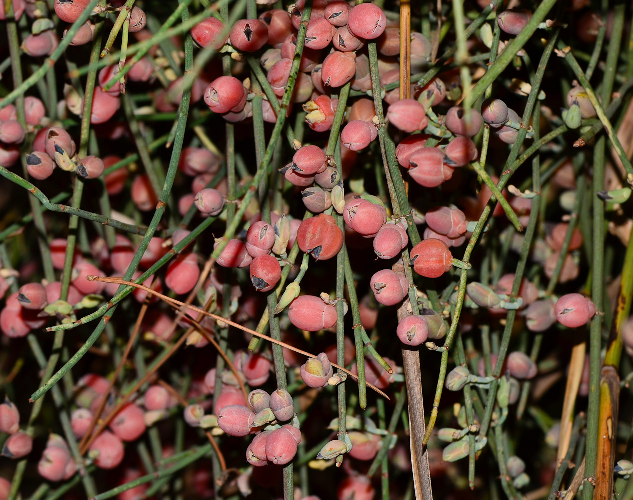 Image of Ephedra aphylla specimen.