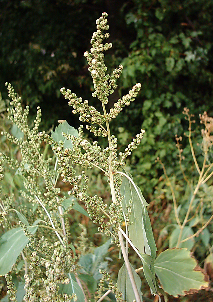 Image of Cyclachaena xanthiifolia specimen.