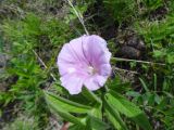 Calystegia dahurica