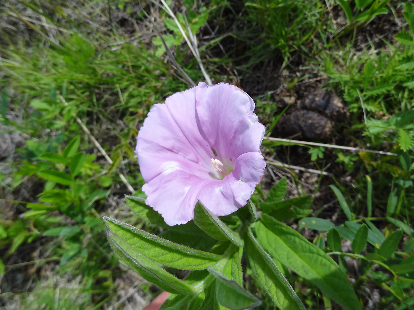 Image of Calystegia dahurica specimen.