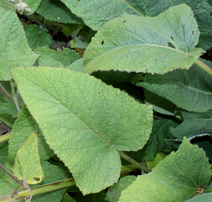 Изображение особи Salvia hians.
