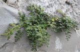 Asplenium ruta-muraria