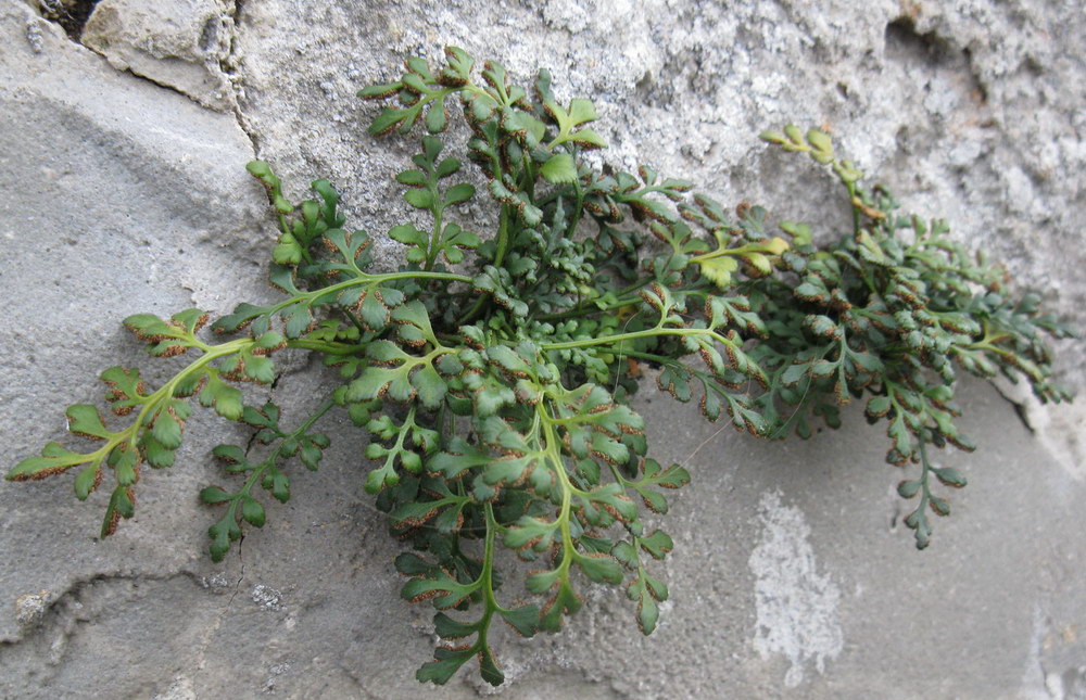 Image of Asplenium ruta-muraria specimen.