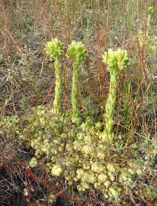 Изображение особи Jovibarba globifera.