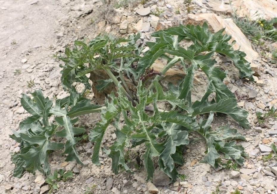 Изображение особи Crambe steveniana.