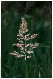 Calamagrostis epigeios