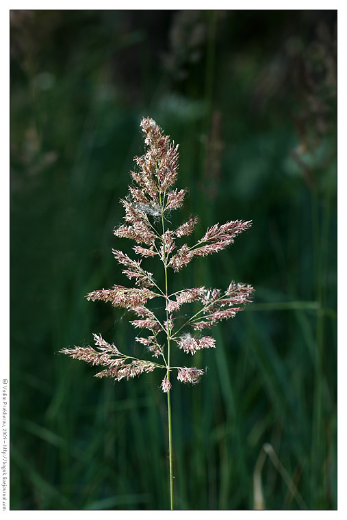 Изображение особи Calamagrostis epigeios.