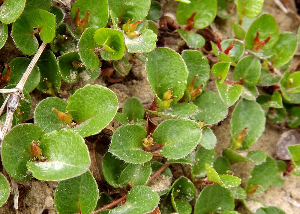 Image of Salix nummularia specimen.