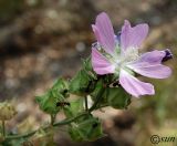 Malva thuringiaca